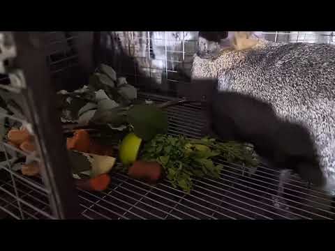 Видео: Презенты для Сияны 🐰 Александр отправил угощения🥕🍏 Серебро #кролики #dex #ферма #кролики_разведение