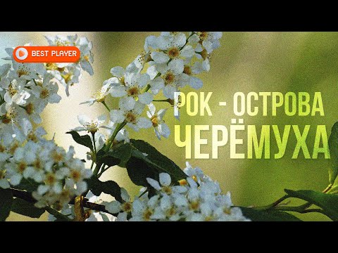 Видео: Рок-Острова - Черемуха (Альбом 2022) | Русская музыка