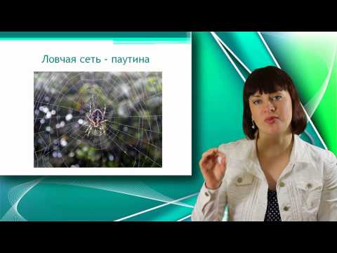 Видео: Паук - крестовик. Класс Паукообразные. Уроки Биологии Онлайн