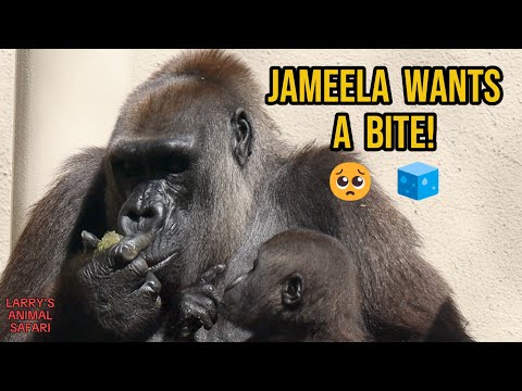 Видео: Утренние угощения Джамимы и восхождения на башни 🦍☀️ Гориллы Кливленда