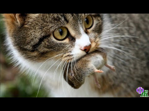 Видео: Жил - был кот 5. После удачной ночной охоты Серый и Кныш в обнимку спали на лежанке около лавки…