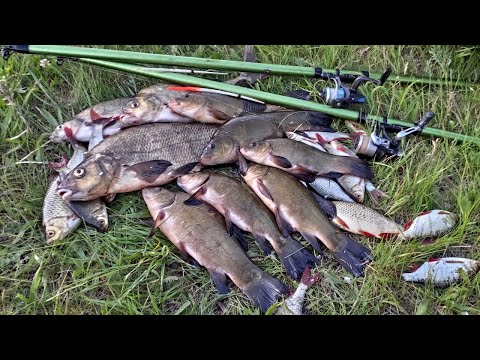 Видео: Крупный ЛЕЩ и ЛИНЬ на ПОПЛАВОК в камышах - рыбалка на удочку, ловля на пруду