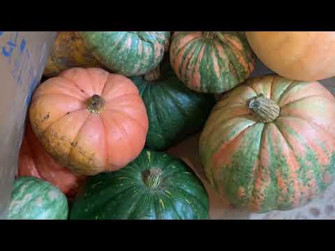 Видео: Вот и осень пришла//Козы//