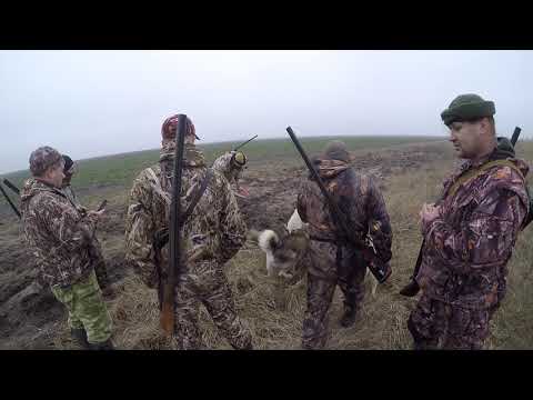 Видео: Охота на лису | Добыли 5 лис | Ответы на вопросы | Заснял красивые моменты