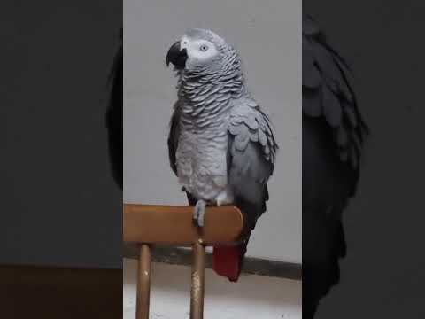 Видео: Ну где же ты, любовь моя? С кем печеньку ты ешь?