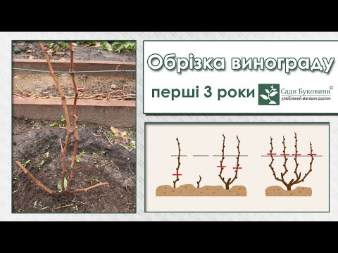 Видео: Обрізка винограду від першого до третього року росту. Формуємо кущ винограду у перші 3 роки росту