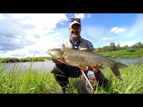 Видео: Жерех. Охота за конями на Угре.