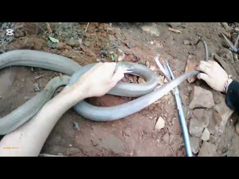 Видео: Приключение «Черная мамба» с Грантом из Durban South Snake Rescue