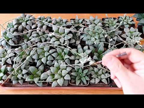 Видео: Супер ЛайфХак для ботаников. Лучший метод опыления Хавортий.