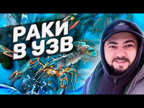 Видео: БелугаФиш - Раки в УЗВ 🦀