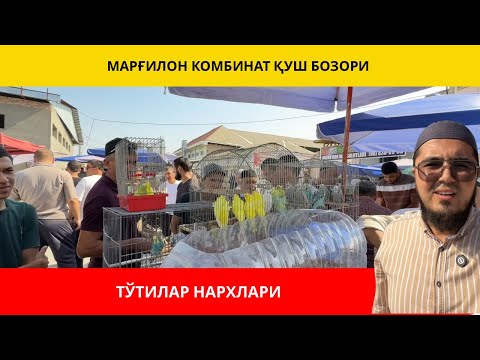 Видео: ТЎТИЛАР НАРХЛАРИ (ПОПУГАЙ, АЛЕКСАНДИРСКИЙ, АЖРЕЛИВИЙ, РАЗЕЛЛА, КАРЕЛЛА | МАРҒИЛОН КОБИНАТ ҚУШ БОЗОР