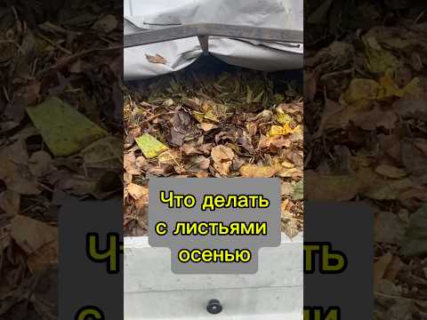 Видео: Листья — это не мусор, а бесплатное удобрение. Краткий гид по применению в огороде.