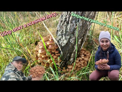 Видео: Сбор опят в осеннем лесу. Закрытие грибного сезона.