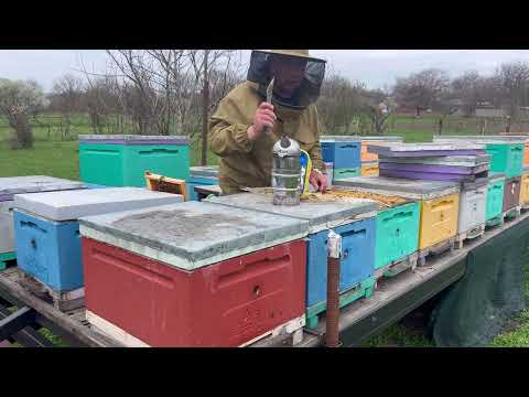 Видео: Первое расширение гнезд пчел.