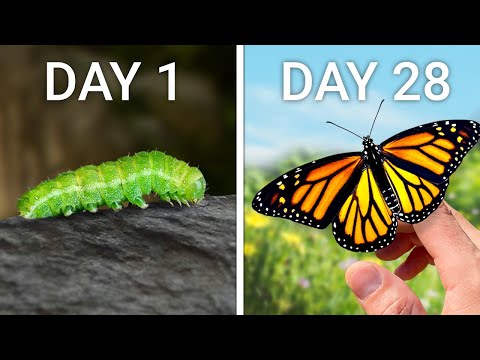 Видео: Я пытался вырастить домашнюю бабочку