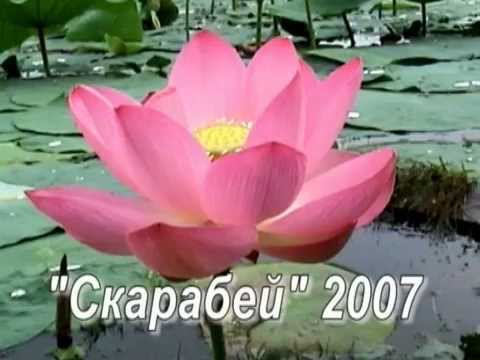 Видео: Амурские лотосы