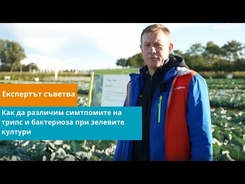 Видео: Как да определим симптомите на трипс и бактериоза при зелевите култури