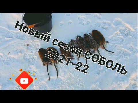Видео: Ловим приваду. Заряжаем капканы на #соболя