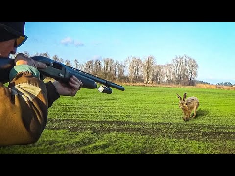 Видео: ОХОТА НА ХИТРЫХ ЗАЙЦЕВ. ЯГДТЕРЬЕР В ДЕЛЕ