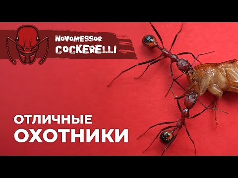 Видео: ЭТИМ МУРАВЬЯМ ПО ЗУБАМ ДАЖЕ КРУПНАЯ ДОБЫЧА | Novomessor cockerelli