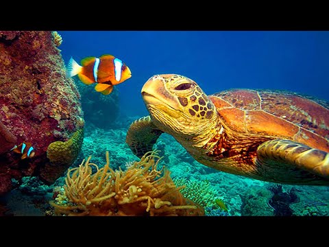 Видео: 11 ЧАСОВ Потрясающих подводных съемок в формате 4K + Музыка | Nature Relaxation™ Редкое и красочное