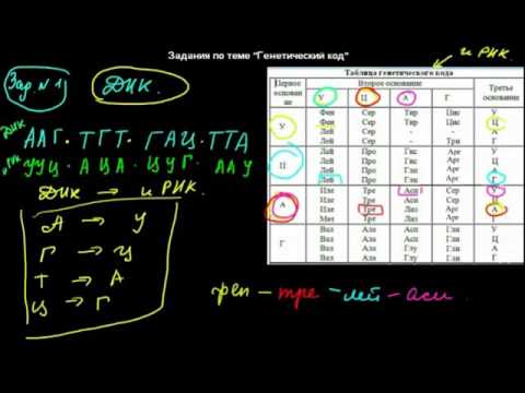 Видео: 26 задания по теме генетический код