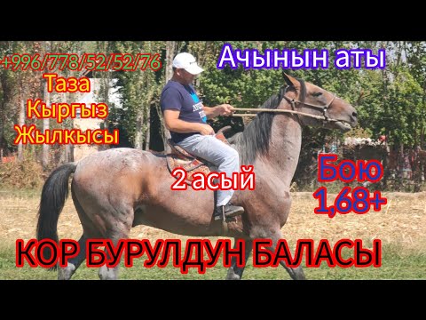 Видео: ат сатылды