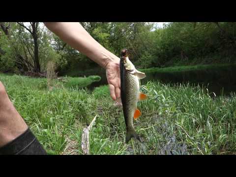 Видео: Ловля голавля на майского жука