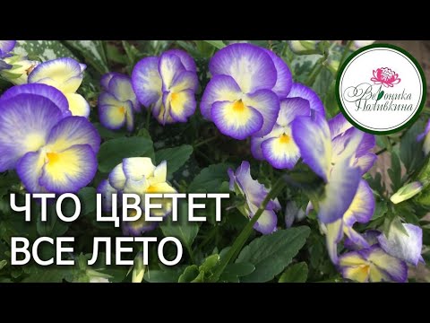 Видео: Какие растения цветут все лето
