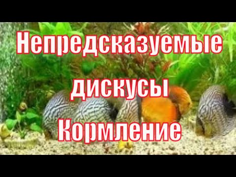 Видео: Непредсказуемые дискусы.Скрещивание.Кормление