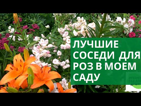 Видео: Лучшие соседи для роз в моем саду.