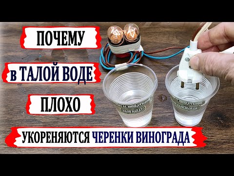 Видео: 🍇 Никогда не укореняй в ЭТОЙ ВОДЕ черенки винограда. Талая, снежная вода. Почему от нее такой вред?