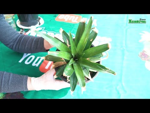 Видео: АНАНАС это просто!!! Как вырастить ананас дома? Ошибки и опыт