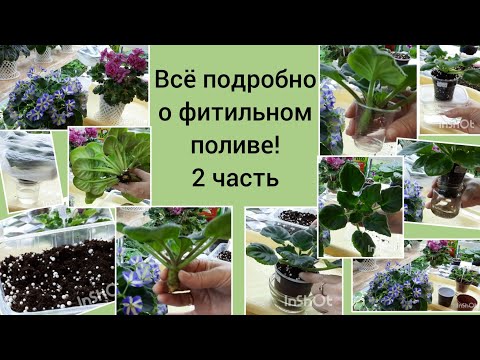 Видео: Фиалки! Рассказываю как уменьшить влажность, что сделать чтобы вода не зеленела, как удобрять, ...