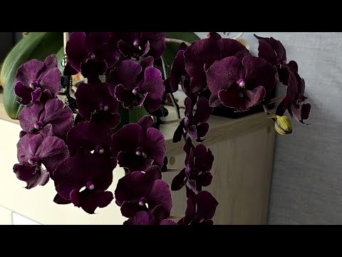 Видео: Орхидеи и другие растения в хорошем состоянии 03.08.2025.