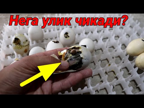 Видео: Нега улик чикади