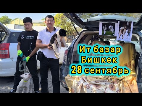 Видео: Ит базар. ИТТЕР Көбөйдү #итбазар #жаймабазар #малбазар #барахолка 