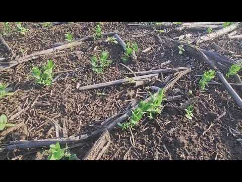 Видео: Яровой горох и зимующий горох. Состояние посевов. No-till 19.04.2023
