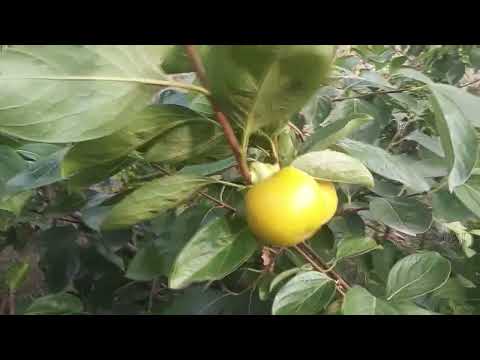 Видео: хурма 2022 Андрієнко Леонід Федорович
