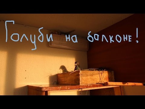 Видео: Как я держал голубей на балконе.