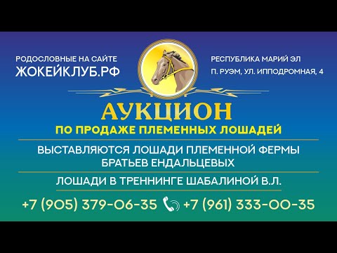 Видео: Аукцион продажи лошадей