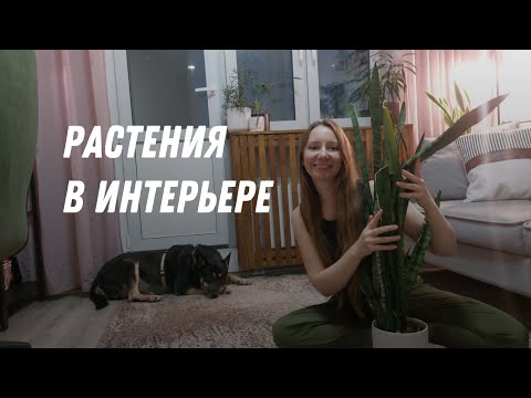 Видео: Уютный интерьер с комнатными растениями / советы по расстановке и декору
