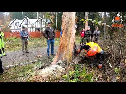 Видео: Мастер класс от Александра Гончарова, компания Husqvarna на фестивале "ПОПИЛКА" в Абрамцево