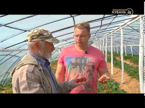 Видео: Сельские истории с Сергеем Курочкиным. Клубника в теплице