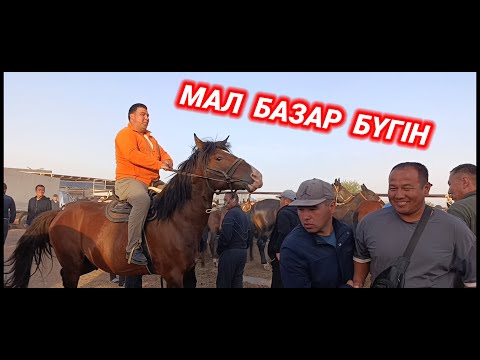 Видео: МАЛ БАЗАР 2025 | АБАЙ МАЛ БАЗАРЫ | ЖЫЛҚЫ БАҒАСЫ | livestock market