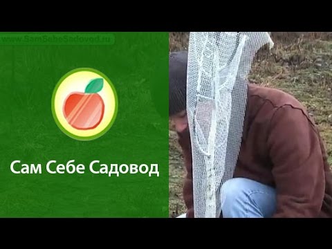Видео: Защита саженцев от зайцев
