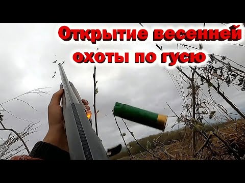 Видео: Открытие ВЕСЕННЕЙ ОХОТЫ на ГУСЯ / Вечёрка с БОЕВОЙ подругой / Часть 1