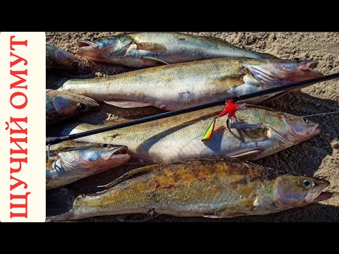 Видео: ЛОВЛЯ СУДАКА НА СПИННИНГ С БЕРЕГА ЛУЧШАЯ ВЕСЕННЯЯ ПРИМАНКА