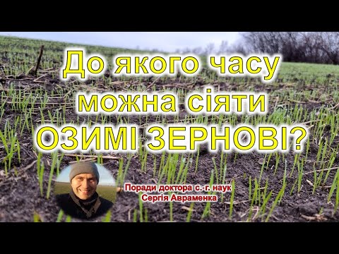 Видео: До якого часу можна сіяти озимі зернові культури?