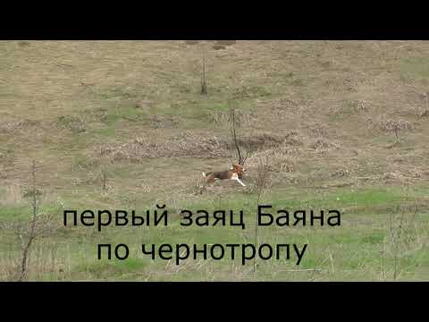 Видео: Эстонская Гончая Баян 10 мес
